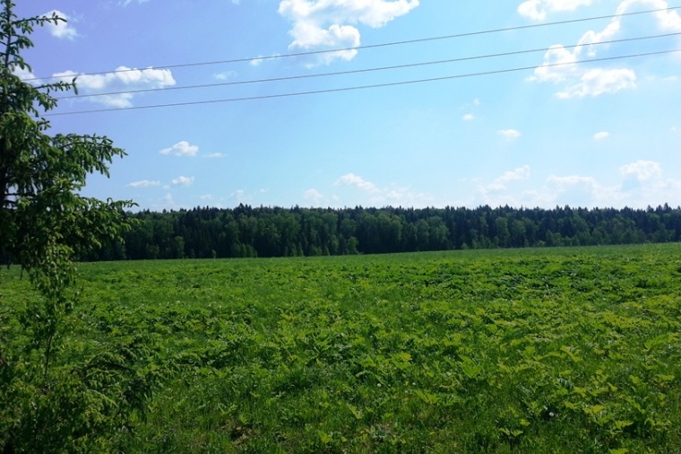 Земельный участок в поселке Зеленоградском 