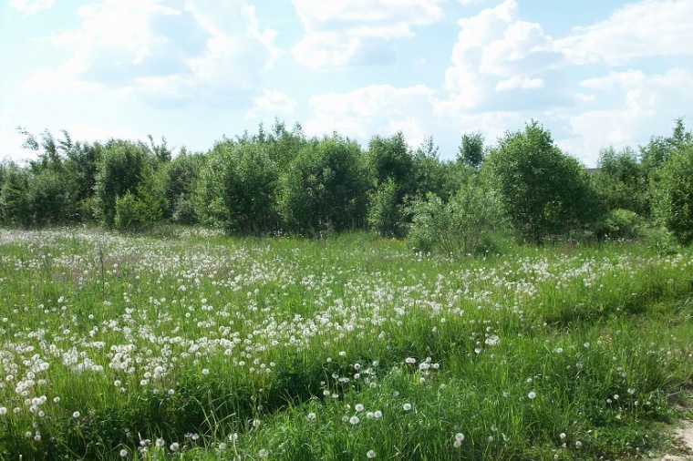 Земельный участок в селе Вельяминове