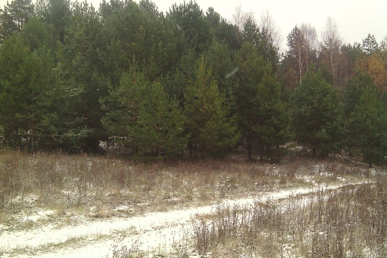 Земельный участок в Судогодском районе