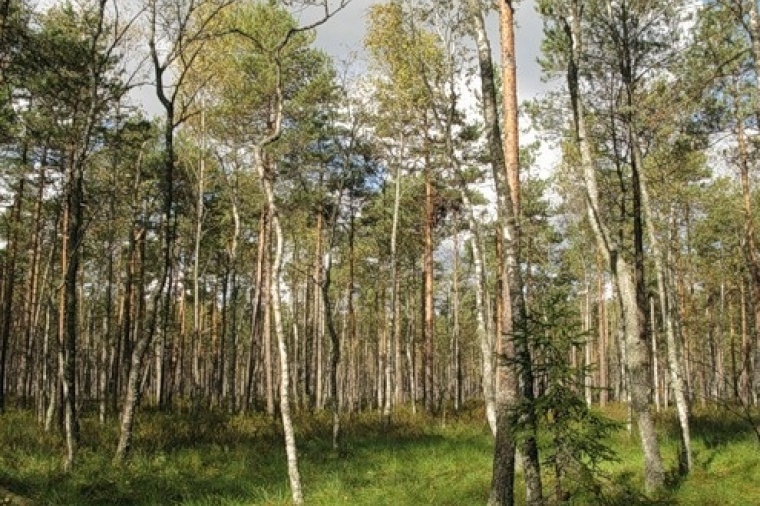 Земельный участок в деревне Товарково 