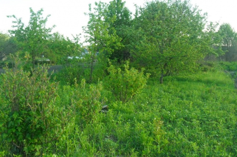 Земельный участок в Брянской области