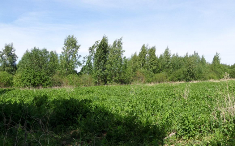 Земельный участок в Псковской области
