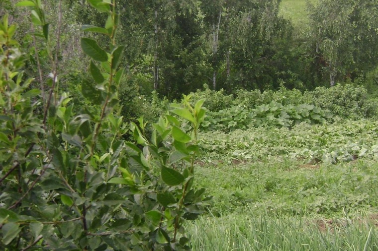 Земельный участок в деревне Истриковом 