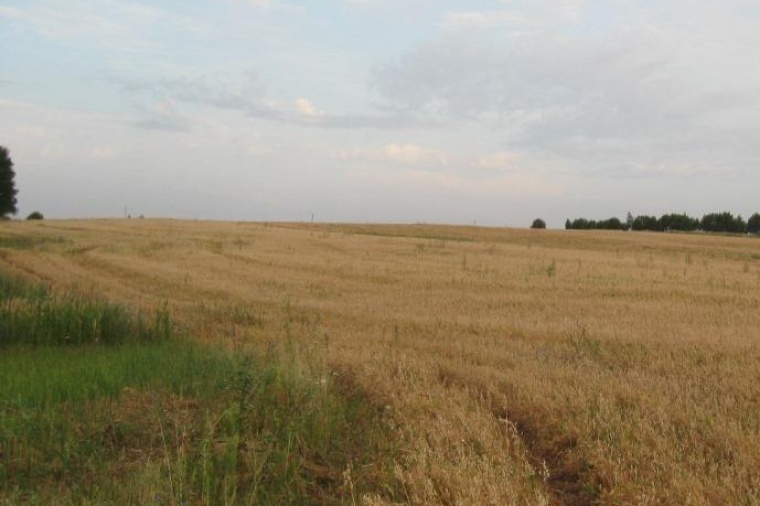 Земельный участок в деревне Сосновке 
